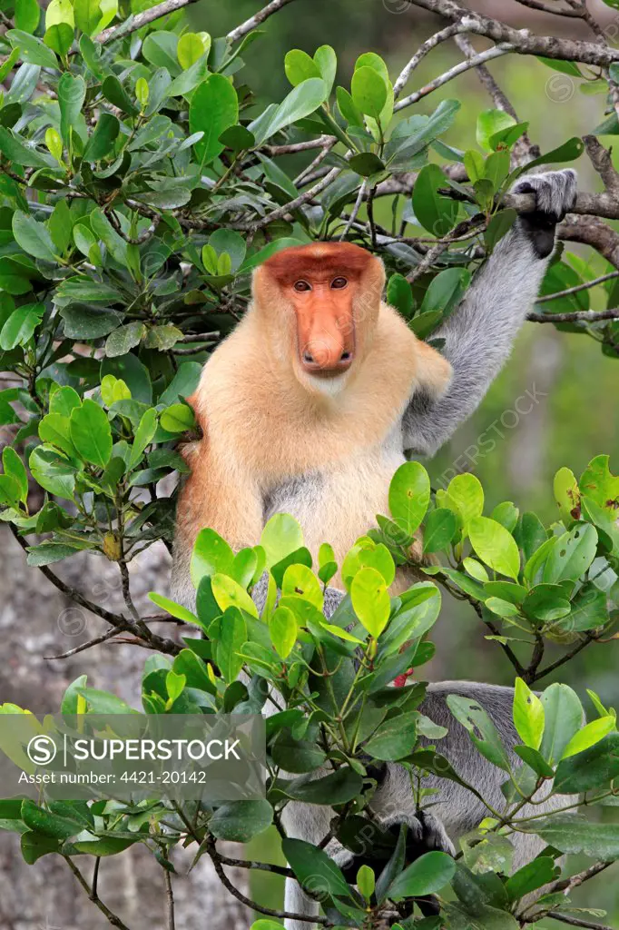 Proboscis Monkey (Nasalis larvatus) adult male, sitting in tree, Labuk Bay, Sabah, Borneo, Malaysia