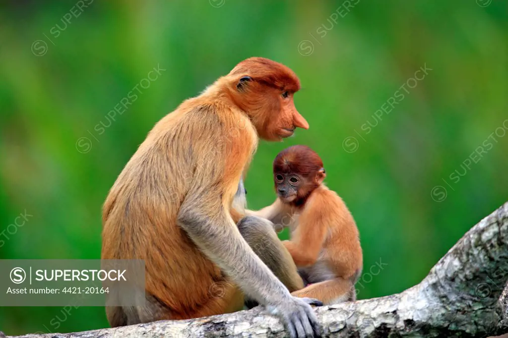 Proboscis Monkey (Nasalis larvatus) adult female with young, sitting on branch, Labuk Bay, Sabah, Borneo, Malaysia