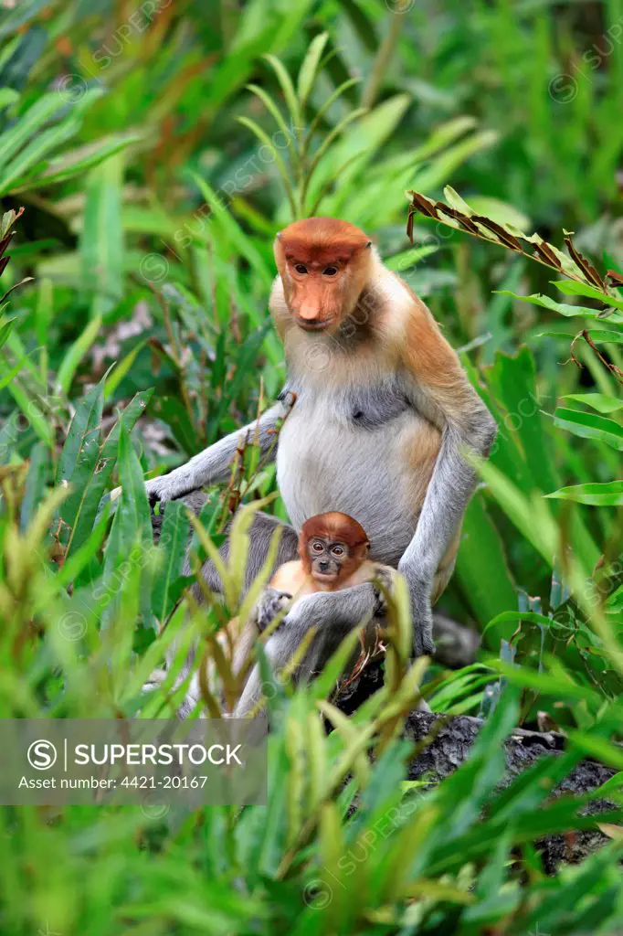 Proboscis Monkey (Nasalis larvatus) adult female with young, sitting amongst vegetation, Labuk Bay, Sabah, Borneo, Malaysia