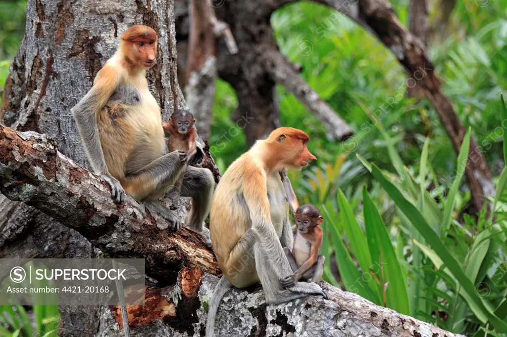 Proboscis Monkey (Nasalis larvatus) adult females with young, sitting in tree, Labuk Bay, Sabah, Borneo, Malaysia