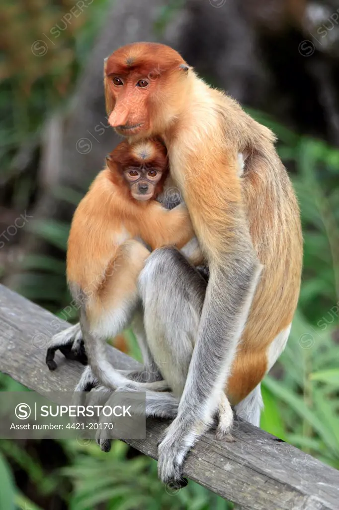 Proboscis Monkey (Nasalis larvatus) adult female with young clinging to chest, sitting on branch, Labuk Bay, Sabah, Borneo, Malaysia