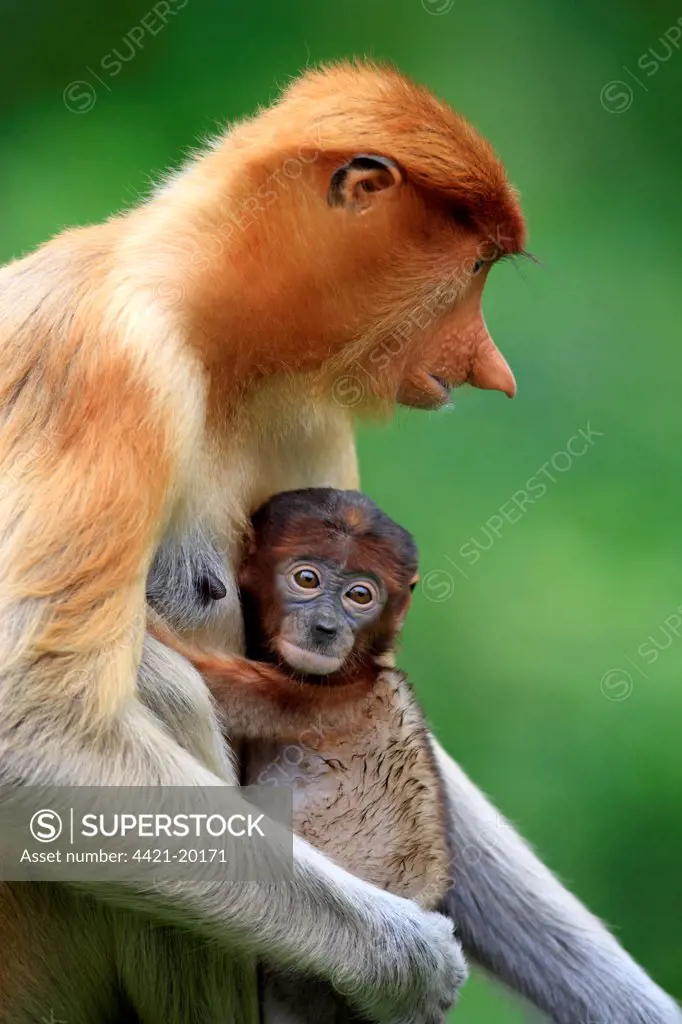 Proboscis Monkey (Nasalis larvatus) adult female with young clinging to chest, Labuk Bay, Sabah, Borneo, Malaysia
