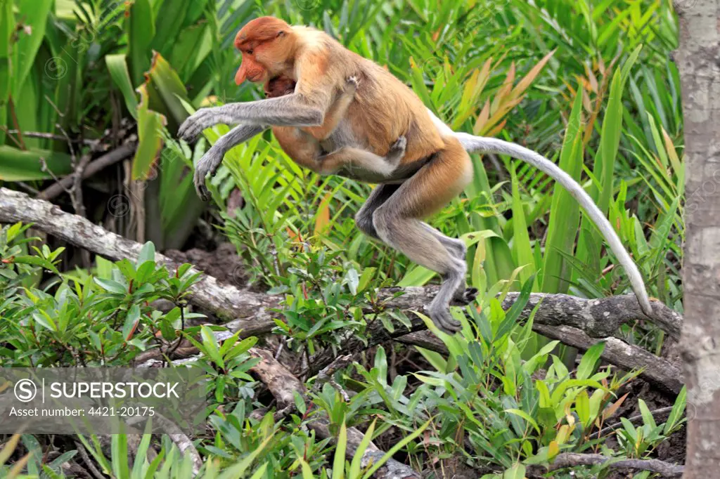 Proboscis Monkey (Nasalis larvatus) adult female with young clinging to chest, jumping from branch, Labuk Bay, Sabah, Borneo, Malaysia