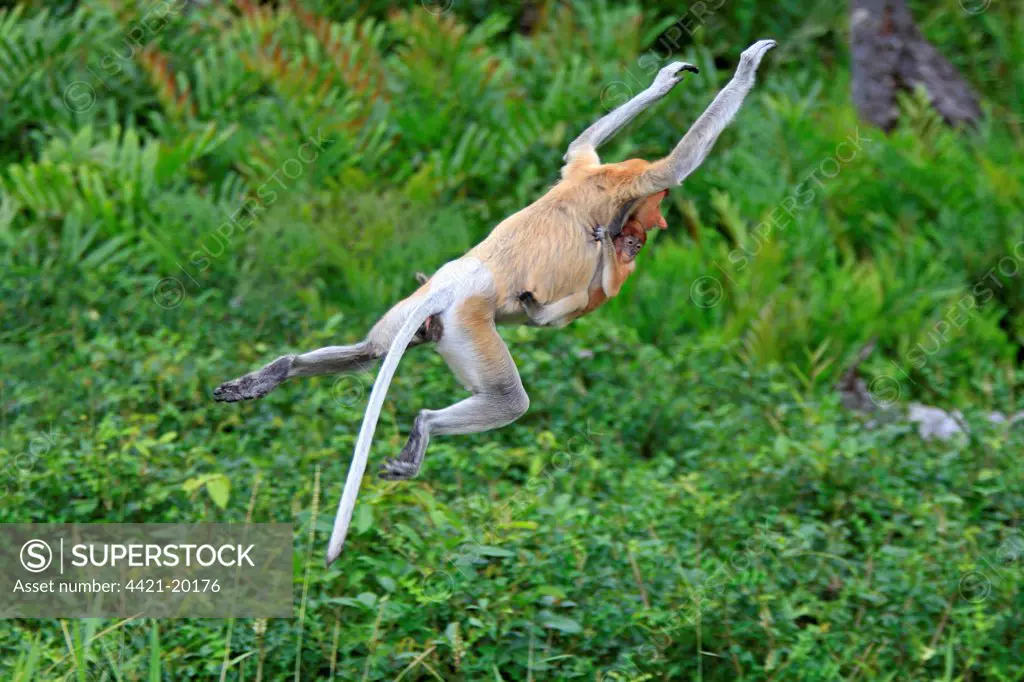 Proboscis Monkey (Nasalis larvatus) adult female with young clinging to chest, jumping, Labuk Bay, Sabah, Borneo, Malaysia