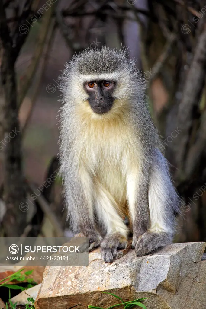 Vervet Monkey (Chlorocebus aethiops) adult, sitting on rock, Mountain Zebra N.P., Eastern Cape, South Africa