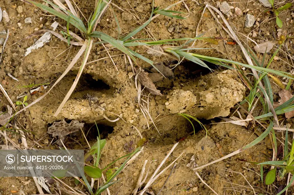 European Moose (Alces alces alces) footprints in mud, Estonia, spring