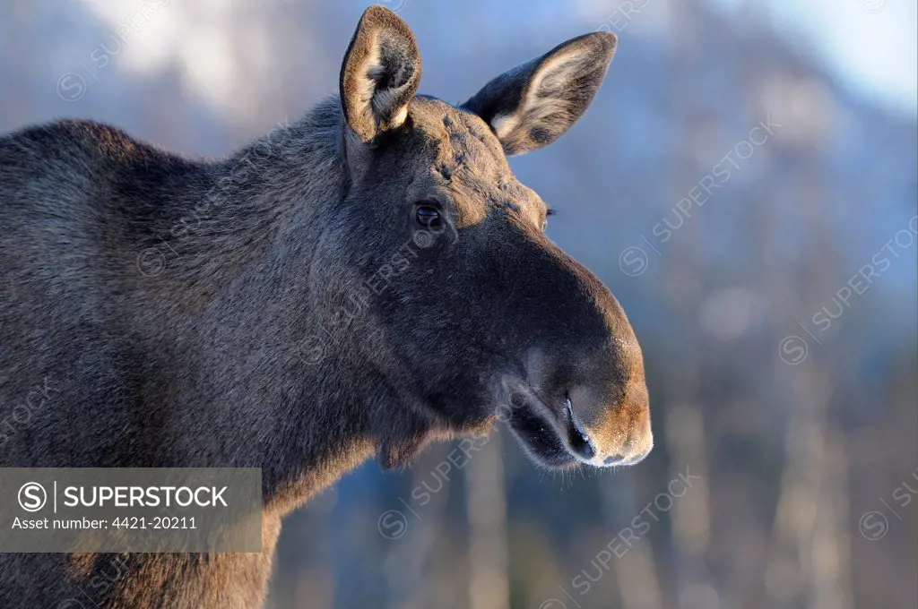 European Moose (Alces alces alces) adult, close-up of head, Norway, february