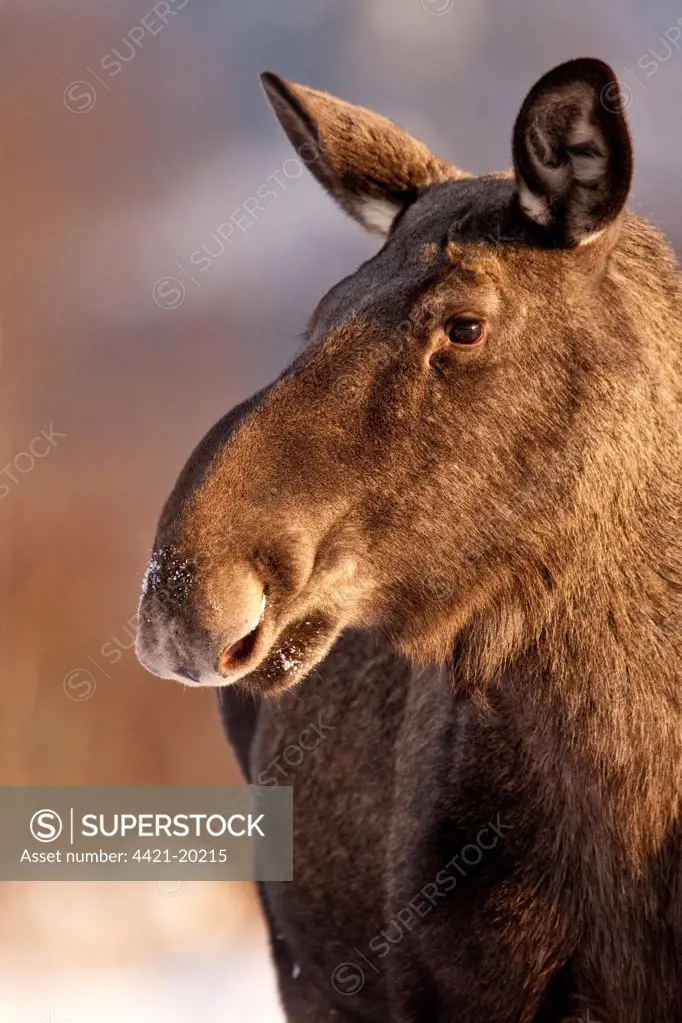European Moose (Alces alces alces) adult, close-up of head, Flatanger, Norway, february