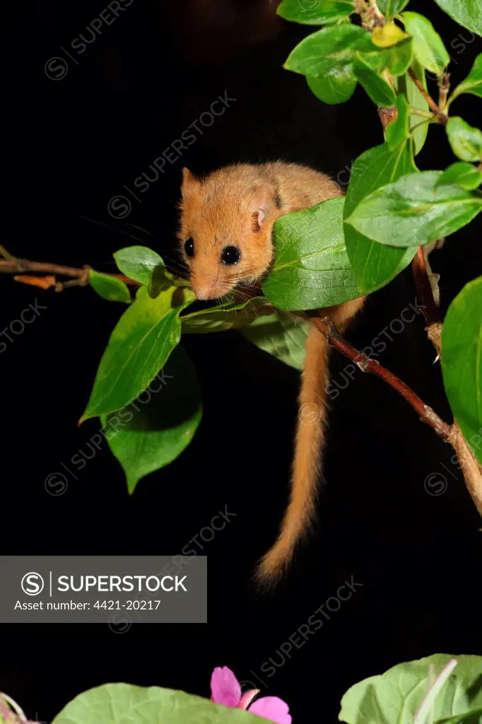 Hazel Dormouse (Muscardinus avellanarius) adult, climbing in honeysuckle, Gloucestershire, England, summer