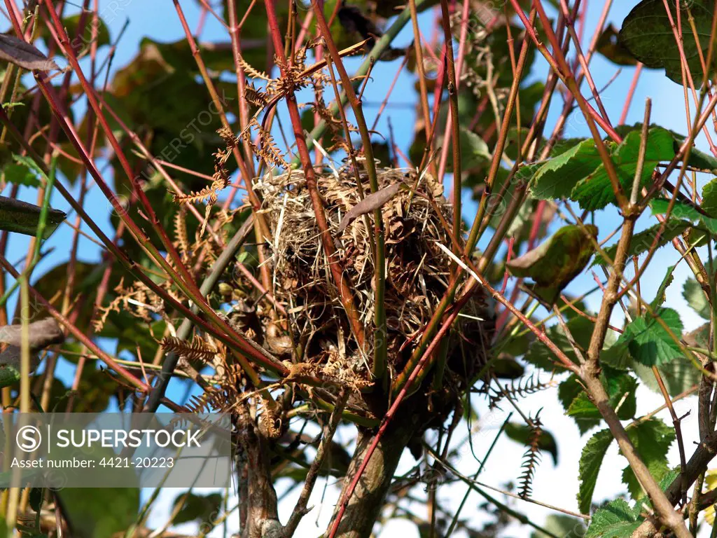 Hazel Dormouse (Muscardinus avellanarius) nest, on European Spindle (Euonymus europaeus) in hedgerow, Devon, England