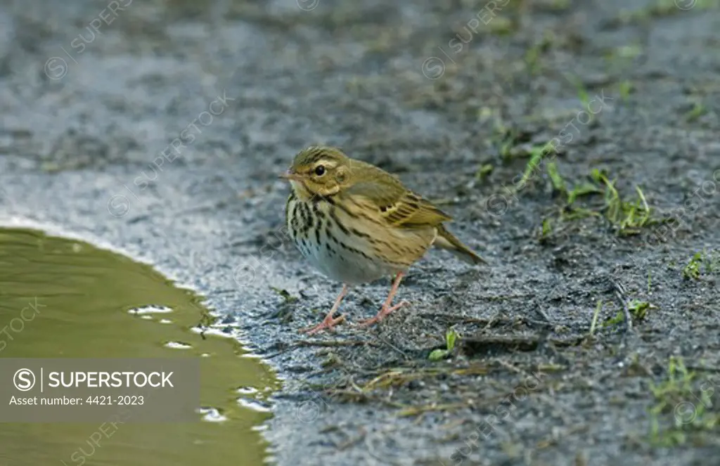 Olive-backed Pipit (Anthus hodgsoni) adult, vagrant, standing at edge of water, Scilly Isles, England