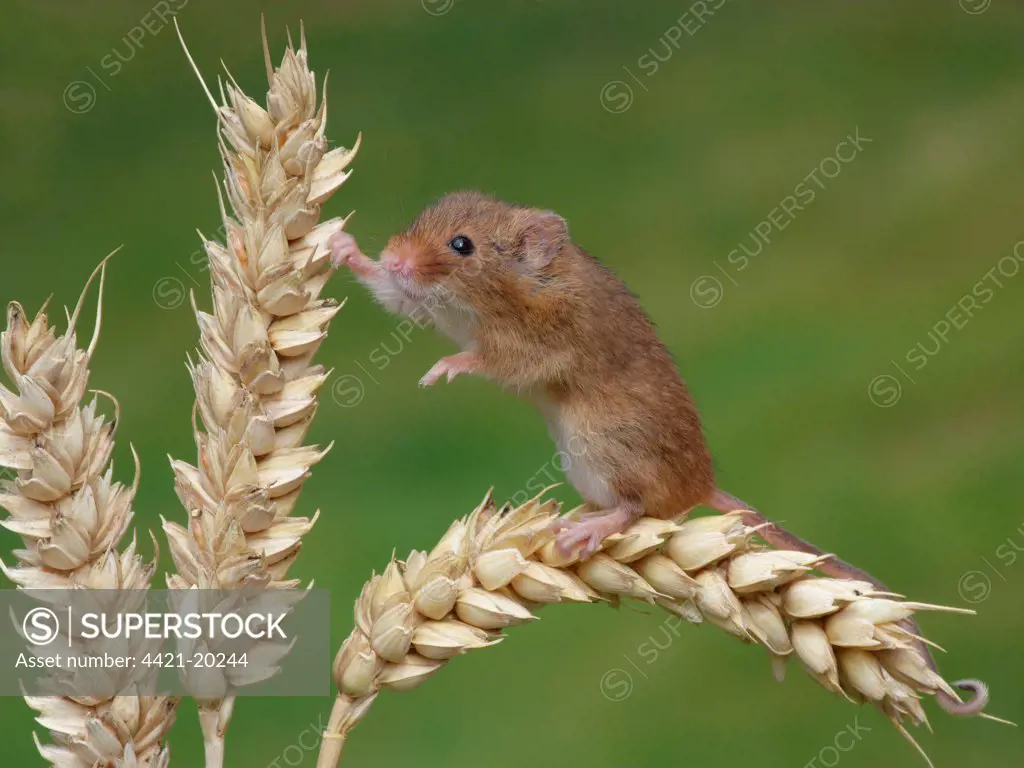 Harvest Mouse (Micromys minutus) adult, climbing on ripe wheat ear, Leicestershire, England, june (controlled)