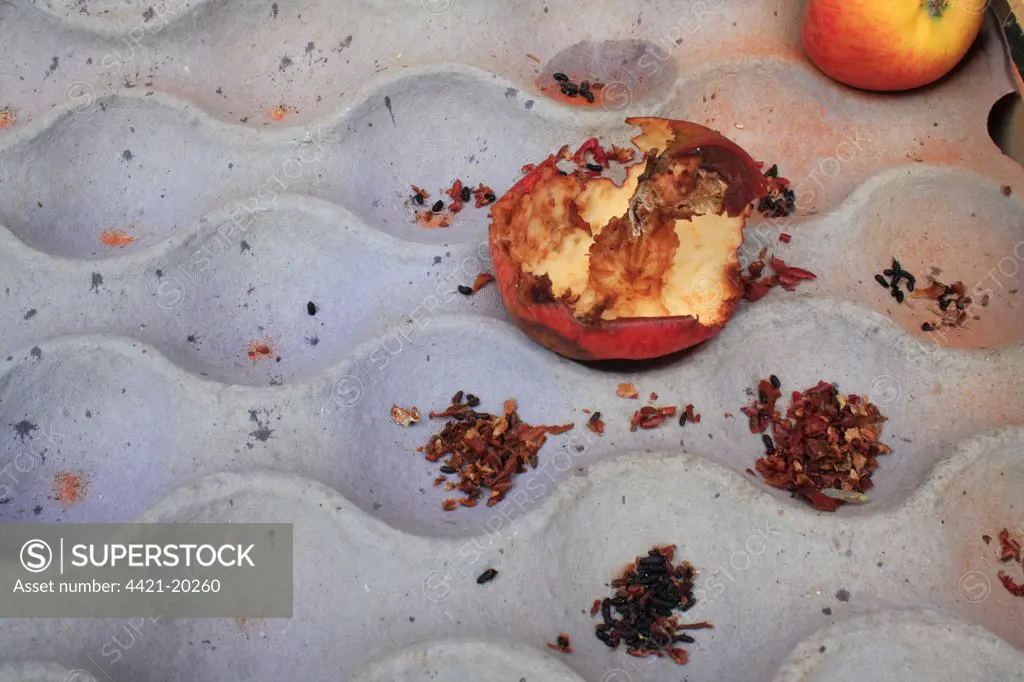 Wood Mouse (Apodemus sylvaticus) droppings and remains of eaten apple stored in garden shed, Suffolk, England, november