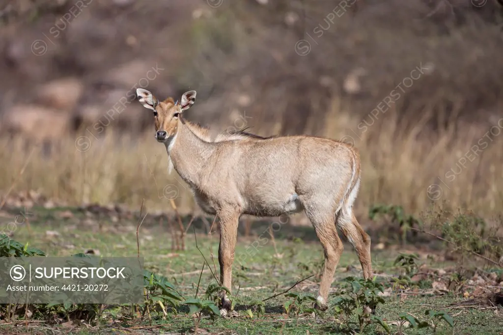 Nilgai (Boselaphus tragocamelus) immature male, standing, Ranthambore N.P., Rajasthan, India