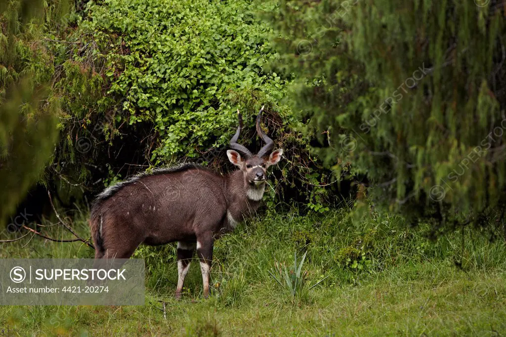 Mountain Nyala (Tragelaphus buxtoni) adult male, standing in juniper forest habitat, in drizzle, Bale Mountains, Oromia, Ethiopia