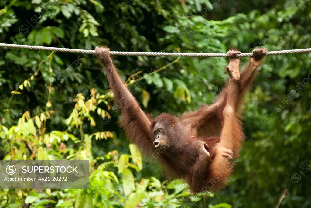 Bornean Orang-utan (Pongo pygmaeus) immature female, hanging from rope, Sepilok Rehabilitation Centre, Sabah, Borneo, Malaysia