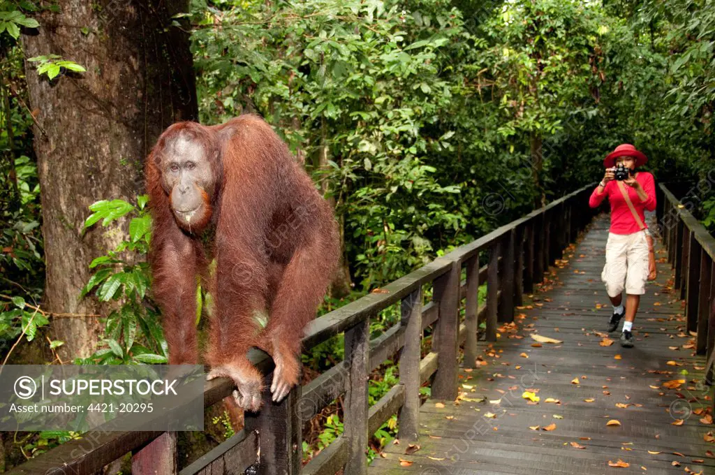 Bornean Orang-utan (Pongo pygmaeus) adult, on walkway watched by tourist, Sepilok Rehabilitation Centre, Sabah, Borneo, Malaysia