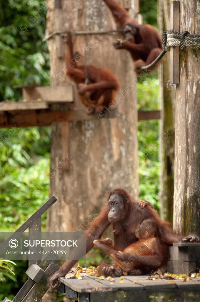 Bornean Orang-utan (Pongo pygmaeus) adult female with baby, on feeding platform, Sepilok Rehabilitation Centre, Sabah, Borneo, Malaysia