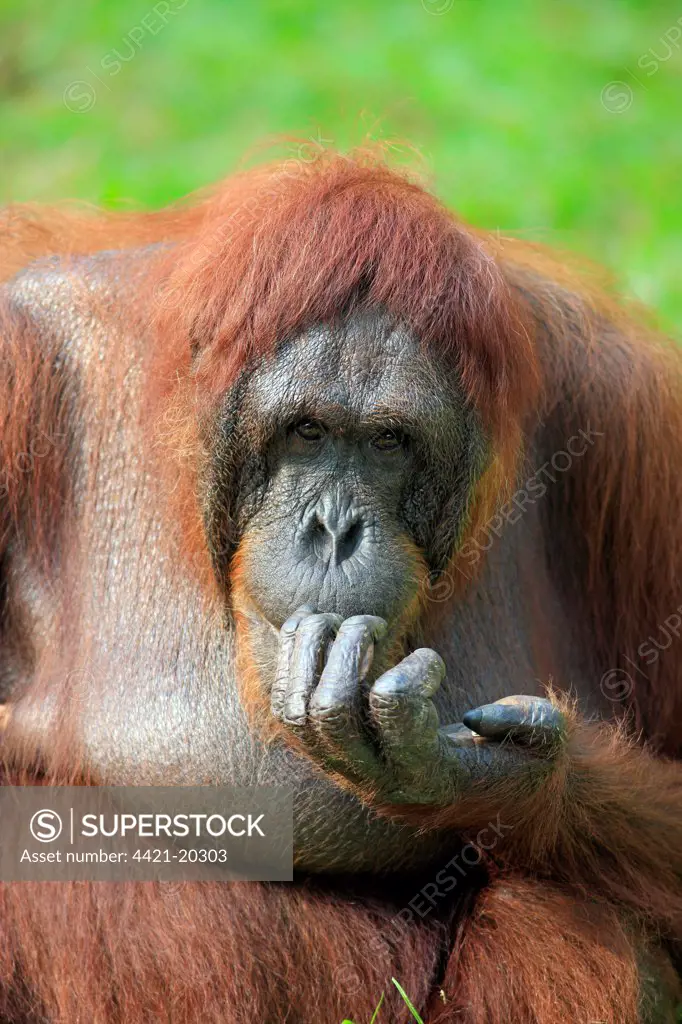 Bornean Orang-utan (Pongo pygmaeus) adult female, close-up of head and hand (captive)