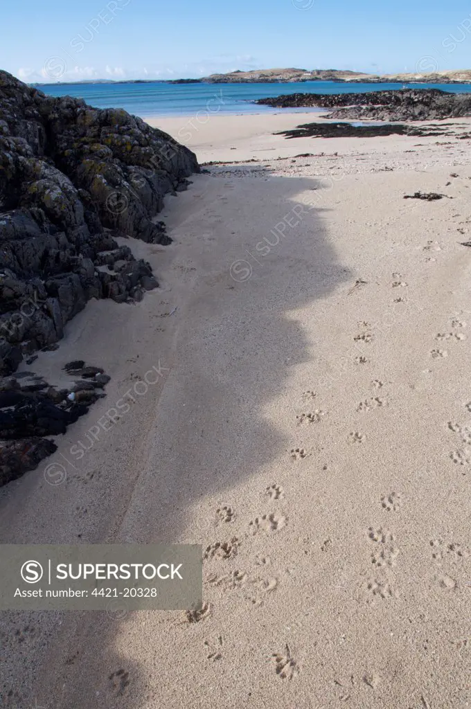 European Otter (Lutra lutra) footprints on sandy beach, Coll, Inner Hebrides, Scotland, winter