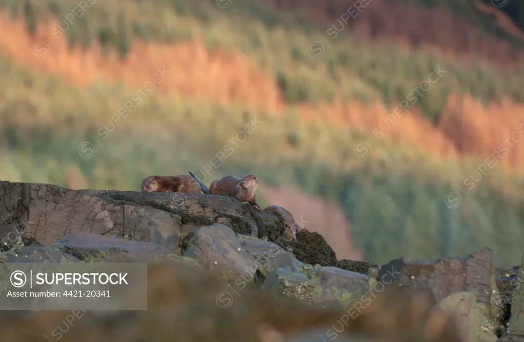 European Otter (Lutra lutra) mother with sub-adult cubs, exploring remote rocky coastline, Mull, Inner Hebrides, Scotland, winter