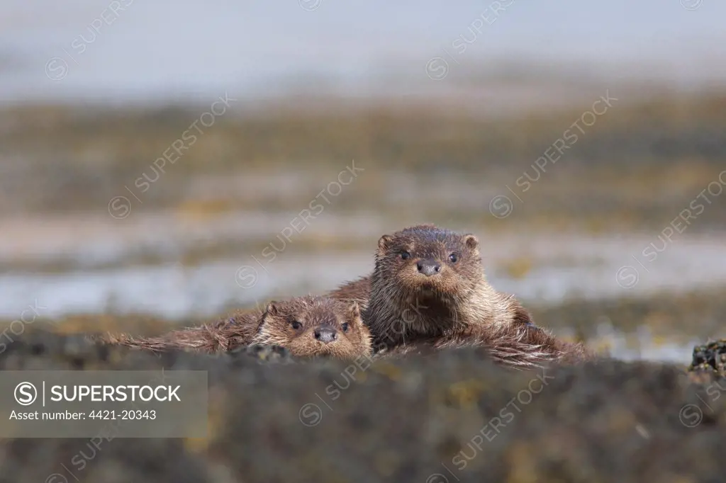 European Otter (Lutra lutra) mother with cub, resting on seaweed, Isle of Mull, Inner Hebrides, Scotland, april