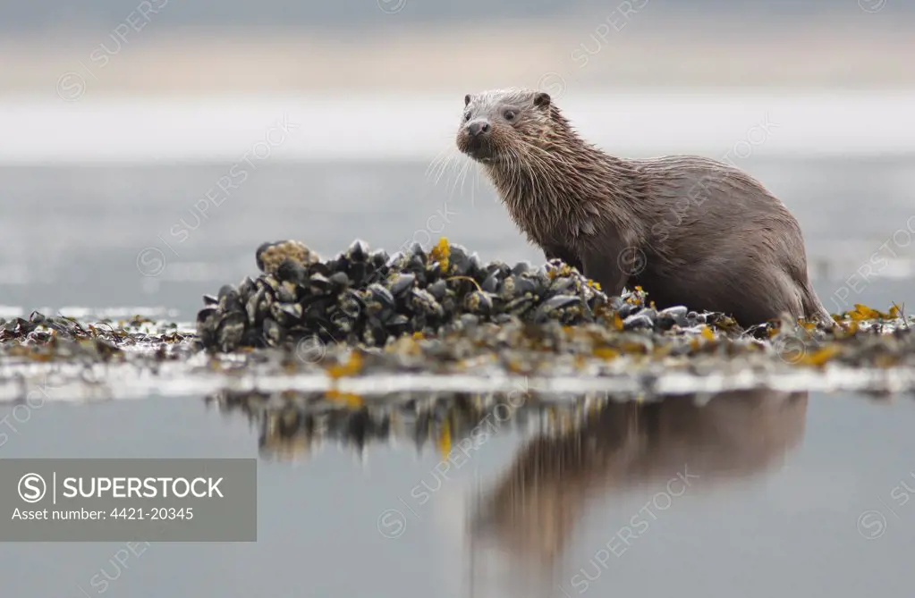 European Otter (Lutra lutra) cub, standing on mussel bed, Isle of Mull, Inner Hebrides, Scotland, april