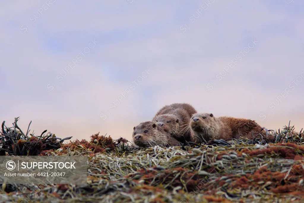 European Otter (Lutra lutra) mother with two cubs, resting on seaweed, Isle of Mull, Inner Hebrides, Scotland, april