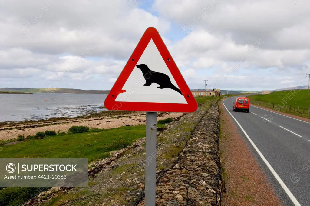 European Otter (Lutra lutra) crossing road sign, Shetland Islands, Scotland, may