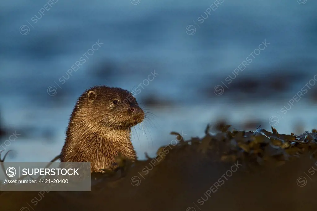 European Otter (Lutra lutra) adult female, resting amongst seaweed, Isle of Mull, Inner Hebrides, Scotland, december