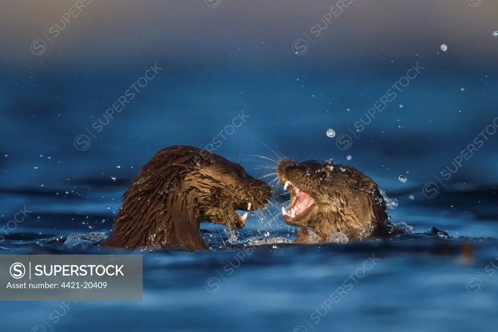 European Otter (Lutra lutra) two cubs, playfighting in sea, Isle of Mull, Inner Hebrides, Scotland, december