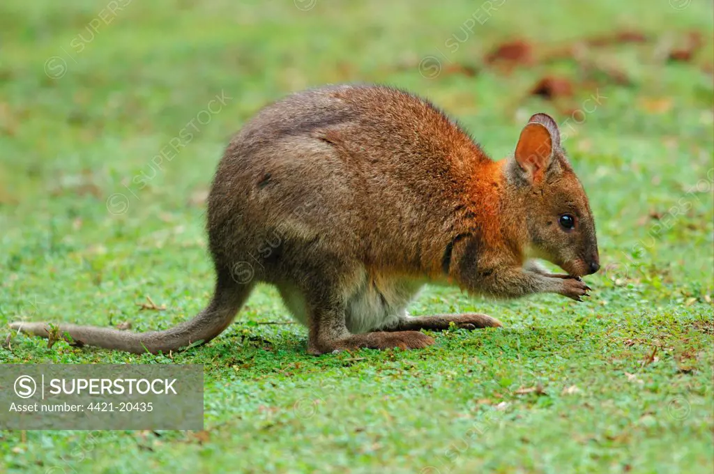 Red-necked Pademelon (Thylogale thetis) adult, feeding in rainforest, Lamington N.P., Queensland, Australia, july
