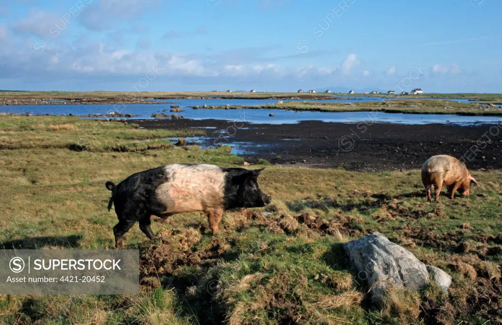 Domestic Pig, hardy outdoor crossbreed, two adults, foraging in coastal habitat, North Uist, Outer Hebrides, Scotland