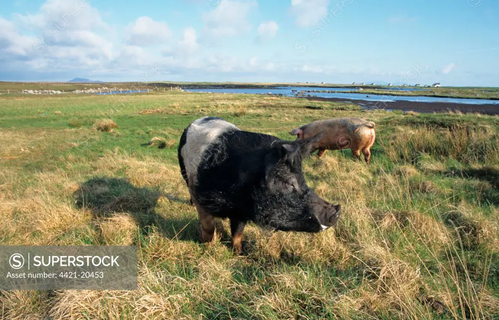 Domestic Pig, hardy outdoor crossbreed, two adults, foraging in coastal habitat, North Uist, Outer Hebrides, Scotland