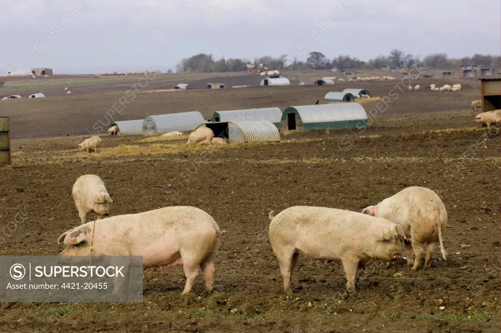 Domestic Pig, free-range sows, arcs and electric fencing, on outdoor unit, Oxfordshire, England