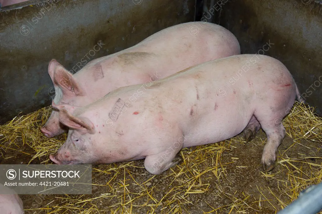 Domestic Pig, weaners with slap marks in market pen, England