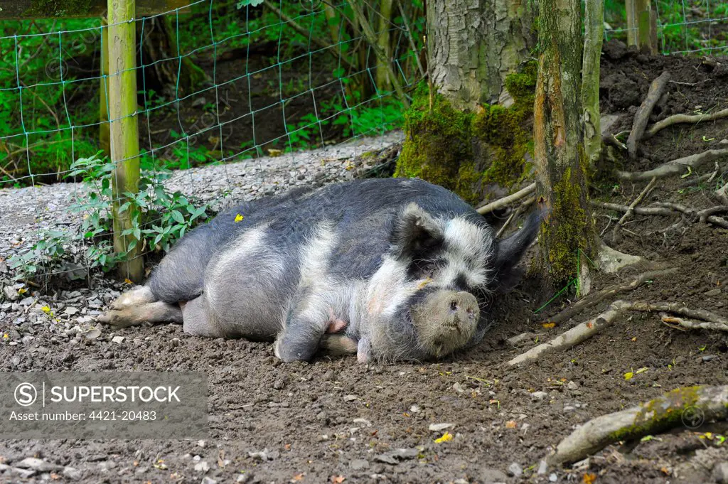 Domestic Pig, Kune Kune sow, sleeping in wooded paddock, England, july