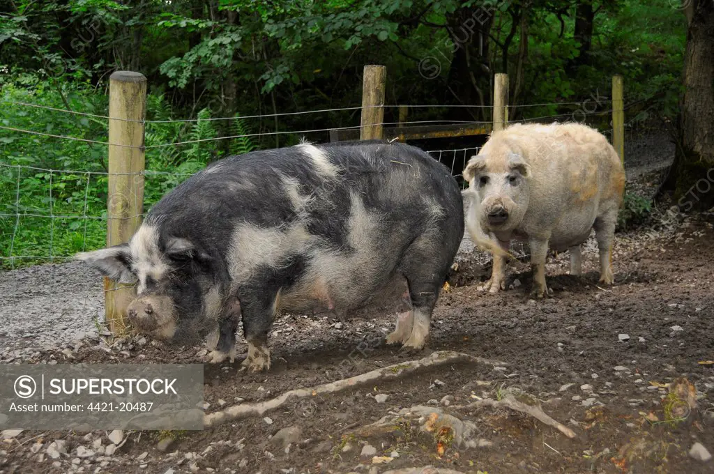 Domestic Pig, Kune Kune and Mangalitza sows, standing in paddock beside wire fence, England, july