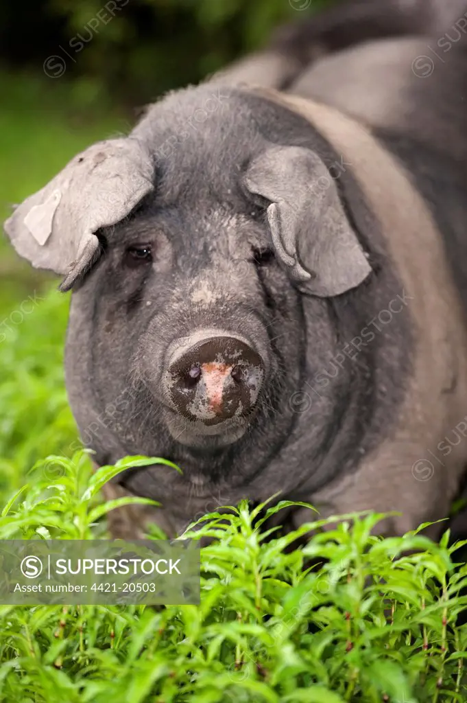 Domestic Pig, British Saddleback, freerange sow, close-up of head, Cumbria, England, july