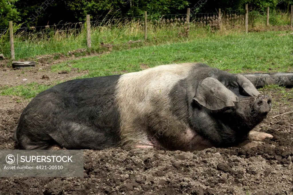 Domestic Pig, British Saddleback, freerange boar, wallowing in mud, Cumbria, England, july