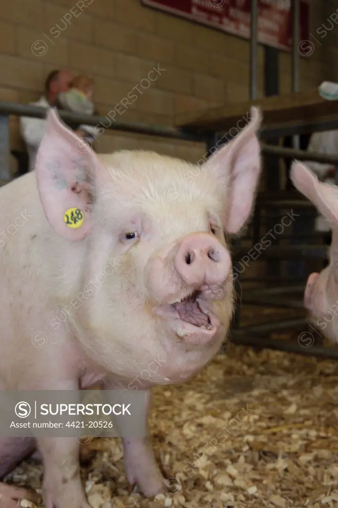 Domestic Pig, Middle White gilt, with mouth open, sitting in pen, National Pig Show and Sale, Ross-on-Wye, Herefordshire, England, october