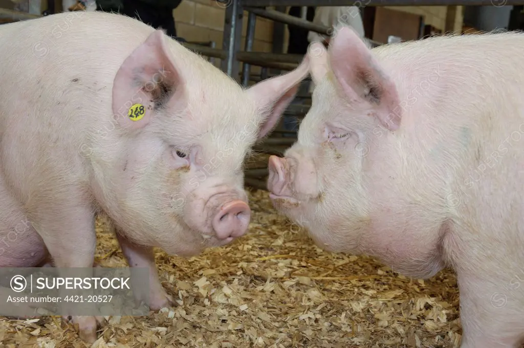 Domestic Pig, Middle White gilts, sitting in pen, National Pig Show and Sale, Ross-on-Wye, Herefordshire, England, october