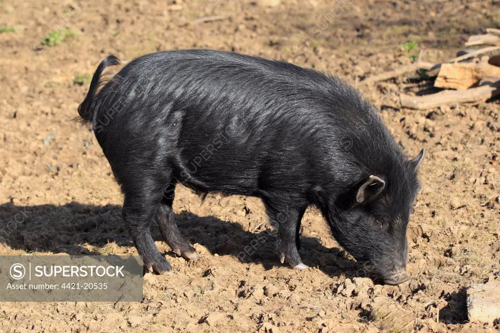 Domestic Pig, Miniature Pig, boar, foraging on mud, Odenwald, Germany
