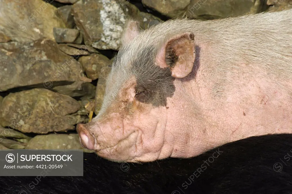 Domestic Pig, Micro Pig (Vietnamese Pot-bellied x Gloucester Old Spot) sow, close-up of head, Cumbria, England, november