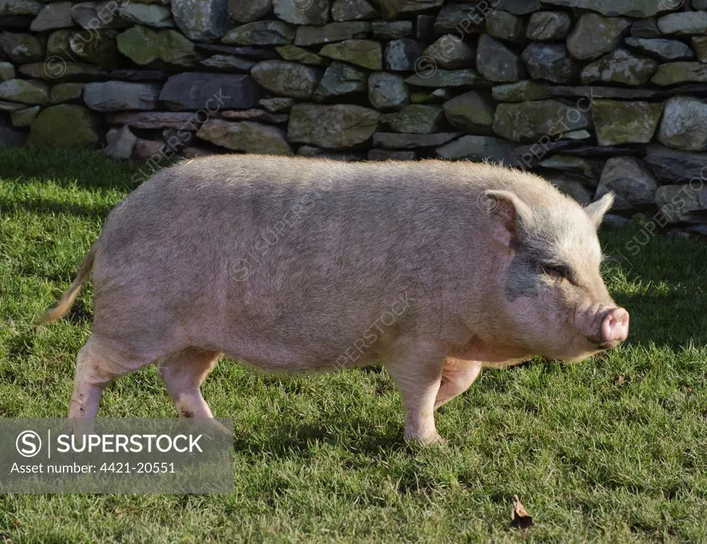 Domestic Pig, Micro Pig (Vietnamese Pot-bellied x Gloucester Old Spot) sow, walking on grass beside drystone wall, Cumbria, England, november