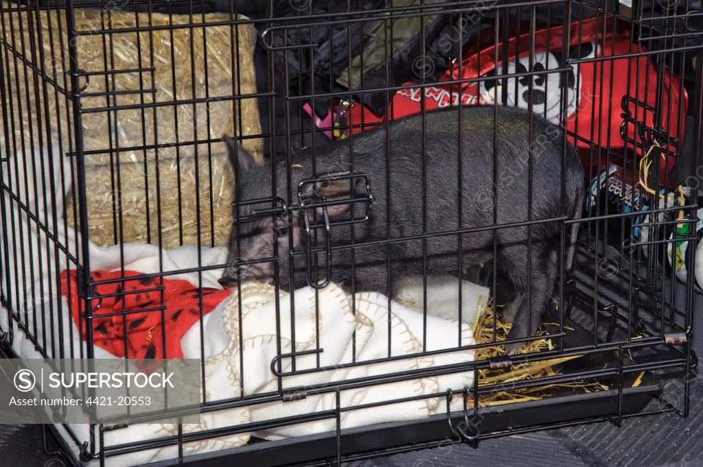 Domestic Pig, Micro Pig (Vietnamese Pot-bellied cross) piglet, in cage ready for transport to customer, Cumbria, England, november