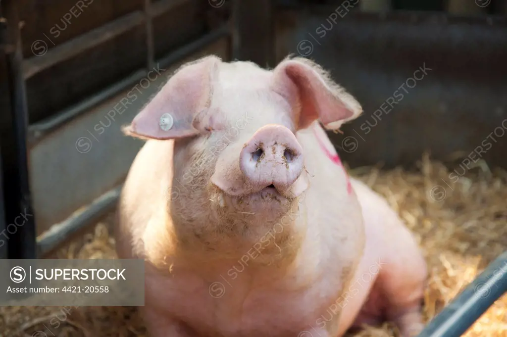 Domestic Pig, Welsh boar, 'Bramblebee Ted 91', sitting on straw bedding in pen at auction, Chelford Agricultural Centre, Cheshire, England, april