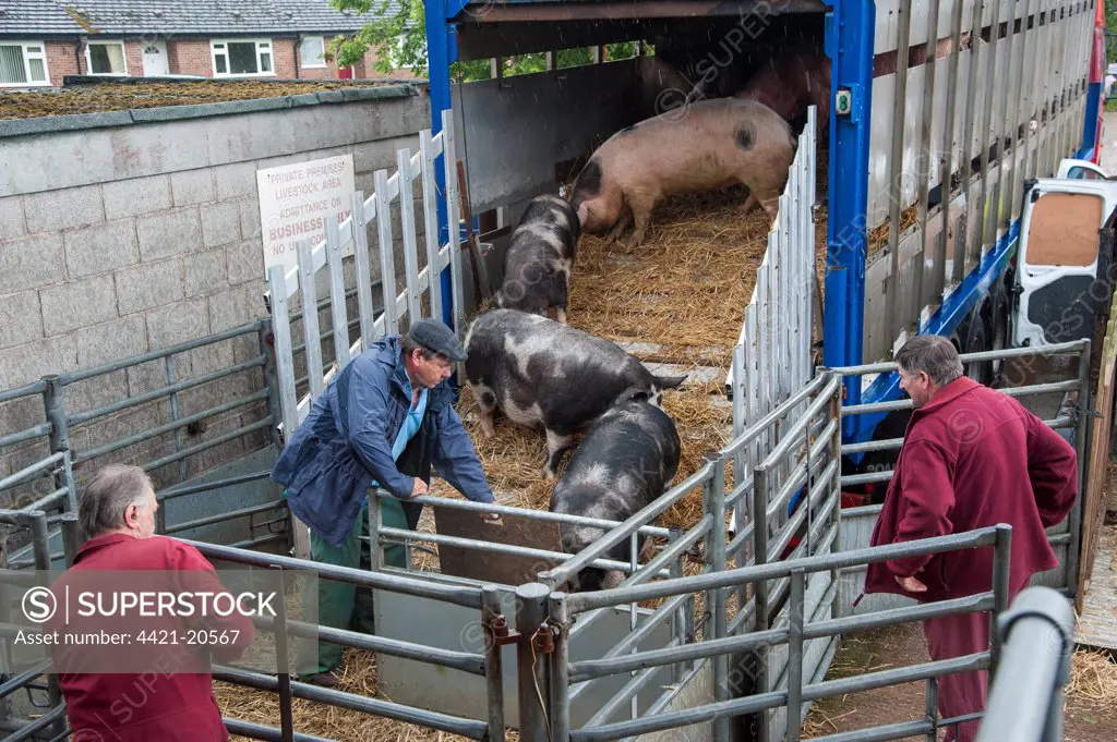 Domestic Pig, farmer loading pigs into trailer at market, Chelford Auction Mart, Cheshire, England, july