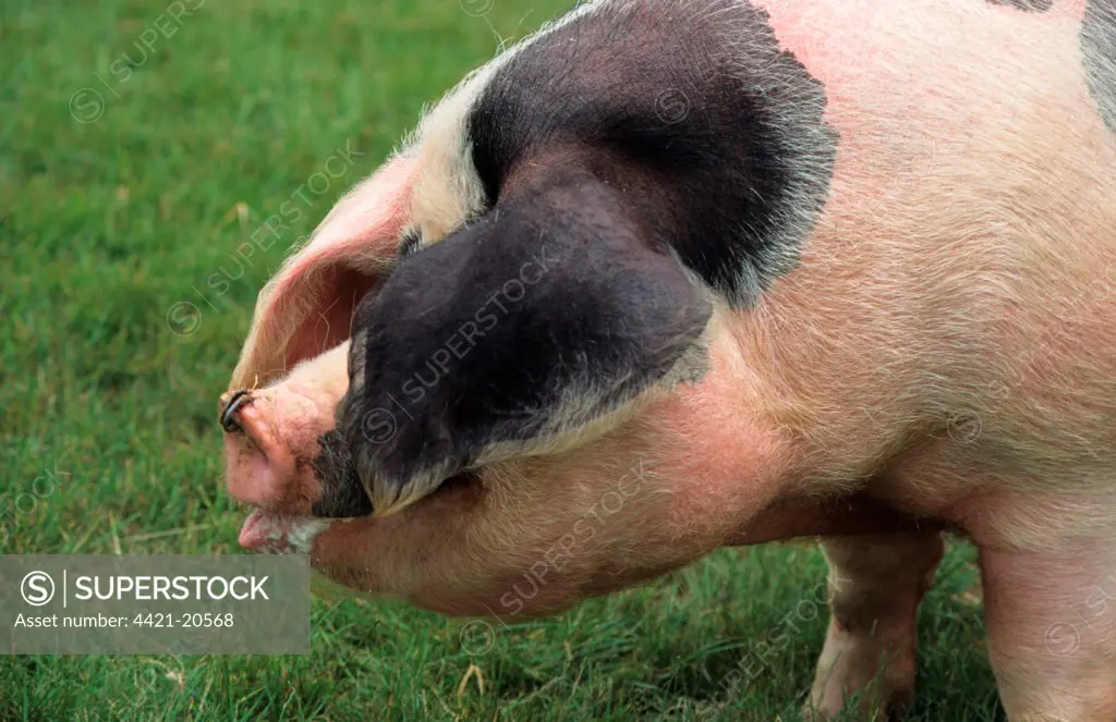 Domestic Pig, Gloucester Old Spot adult, close-up of head, England