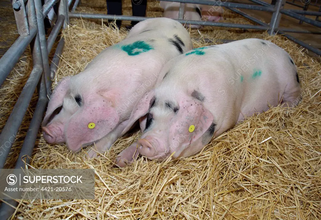 Domestic Pig, Gloucester Old Spot maiden gilts, laying on straw in pen, at livestock auction, Ross-on-Wye, Herefordshire, England, october